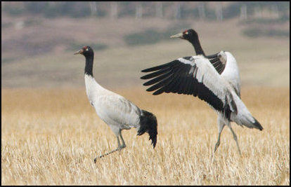 20080318-black necked crane in Napa hai area Travelpod.jpg